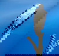 Kangaroo Island 75-Minute Ocean Safari