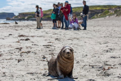 Kangaroo Island In A Day Tour From Adelaide - Surfers Gold Coast 0