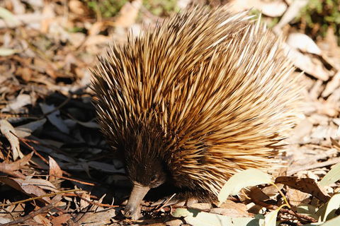Kangaroo Island In A Day Tour From Adelaide - Surfers Gold Coast 2