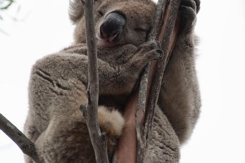 2-Day Kangaroo Island 4WD Small-Group Tour From Adelaide - Surfers Gold Coast 0