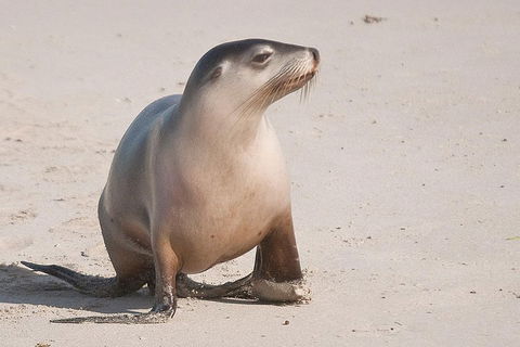 2-Day Kangaroo Island 4WD Small-Group Tour From Adelaide - Surfers Gold Coast 4