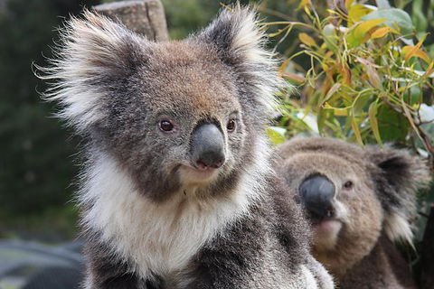 Kuranda Koala Gardens And Birdworld Admission Tickets - Surfers Gold Coast 0
