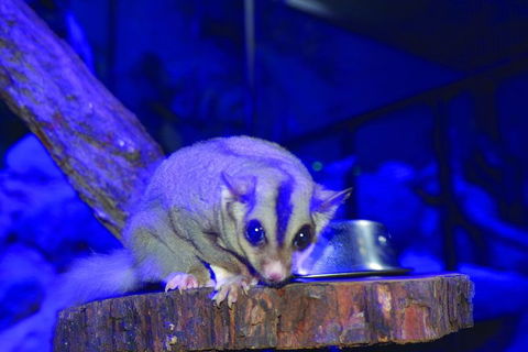 Kuranda Koala Gardens And Birdworld Admission Tickets - Surfers Gold Coast 1
