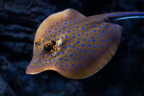 Cairns Aquarium Tour By Twilight With Drink And Appetiser - Surfers Gold Coast 0