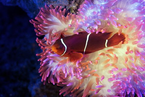 Cairns Aquarium Tour By Twilight With Drink And Appetiser - Surfers Gold Coast 5