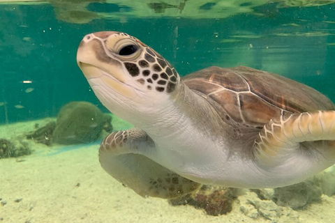 Cairns Aquarium Marine Life Encounter Ticket With 2-Course Lunch - Surfers Gold Coast 0