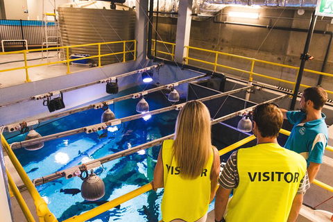 Cairns Aquarium Marine Life Encounter Ticket With 2-Course Lunch - Surfers Gold Coast 5