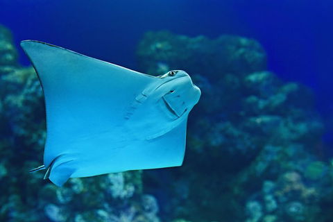 Cairns Aquarium Family Ticket - Surfers Gold Coast 0