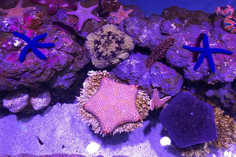 Cairns Aquarium Family Ticket - Surfers Gold Coast 1