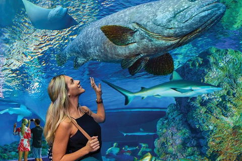 Cairns Aquarium Family Ticket - Surfers Gold Coast 3