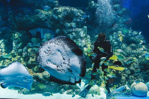 Cairns Aquarium Family Ticket - Surfers Gold Coast 4