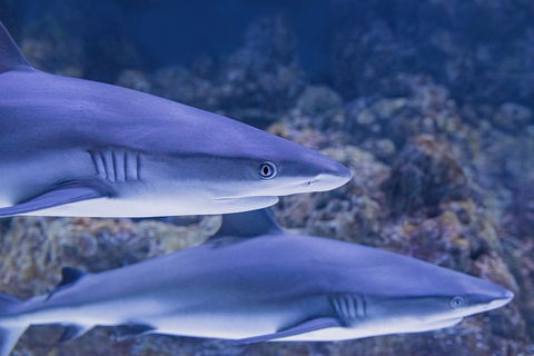 Cairns Aquarium Dive With The Sharks - Surfers Gold Coast 1