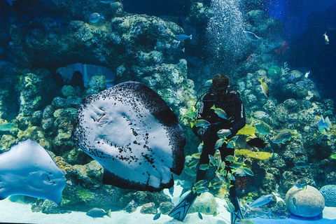 Cairns Aquarium Dive With The Sharks - Surfers Gold Coast 2