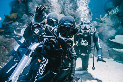 Cairns Aquarium Dive With The Sharks - Surfers Gold Coast 3