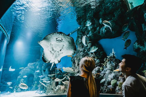 Cairns Aquarium Dive With The Sharks - Surfers Gold Coast 4