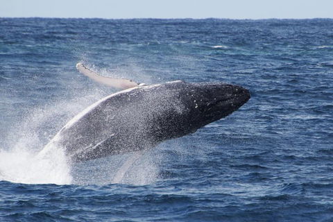 Whale Watching By Sea World Cruises - Surfers Gold Coast 0