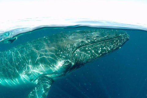 Whale Watching By Sea World Cruises - Surfers Gold Coast 2