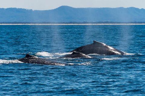 Whale Watching By Sea World Cruises - Surfers Gold Coast 4