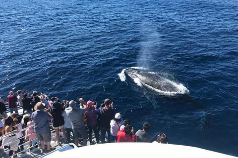 Whale Watching By Sea World Cruises - Surfers Gold Coast 5