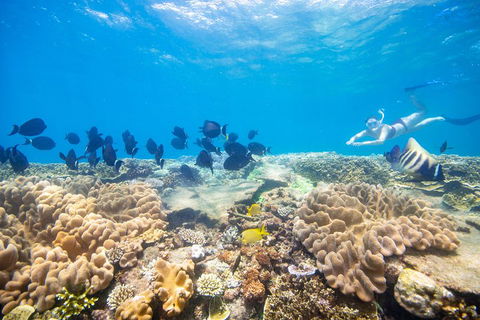 Outer Reef Pontoon Experience From Cairns - Surfers Gold Coast 4