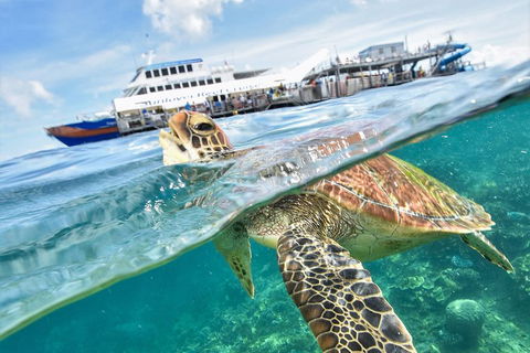 Outer Reef Pontoon Experience From Cairns - Surfers Gold Coast 5