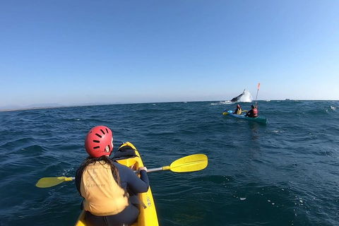 Kayaking With Dolphins In Byron Bay Guided Tour - Surfers Gold Coast 3