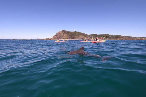 Kayaking With Dolphins In Byron Bay Guided Tour - Surfers Gold Coast 5