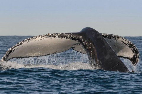 Sydney Whale-Watching Cruise Including Lunch Or Breakfast - Surfers Gold Coast 0