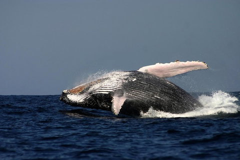 Sydney Whale-Watching Cruise Including Lunch Or Breakfast - Surfers Gold Coast 1