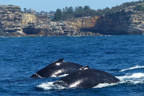 Sydney Whale-Watching Cruise Including Lunch Or Breakfast - Surfers Gold Coast 2