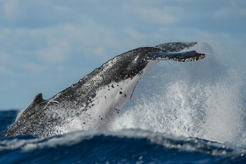 Sydney Whale-Watching Cruise Including Lunch Or Breakfast - Surfers Gold Coast 4
