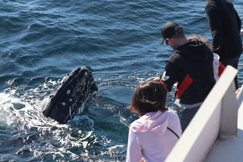 Sydney Whale-Watching Cruise Including Lunch Or Breakfast - Surfers Gold Coast 5