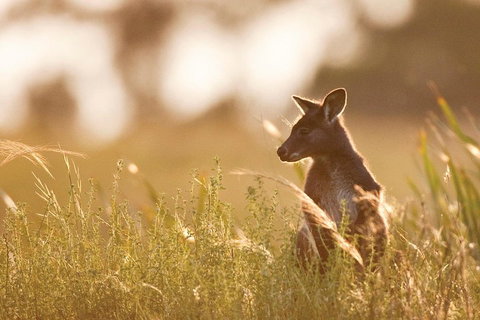 Blue Mountains Day Tour With Wildlife At Sunset From Sydney - Surfers Gold Coast 2