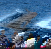 Tangalooma Island Resort Whale Watching Day Cruise - Surfers Gold Coast