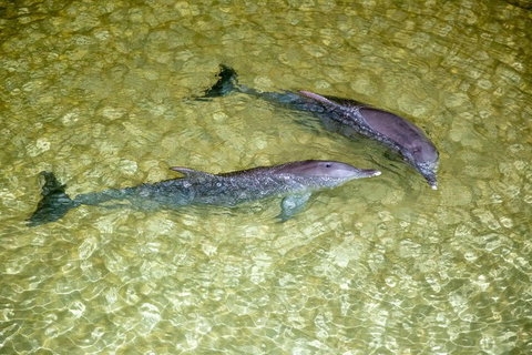 Tangalooma Island Resort Whale Watching Day Cruise With Dolphin Viewing - Surfers Gold Coast 0