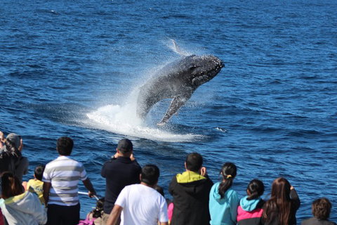 Tangalooma Island Resort Whale Watching Day Cruise With Dolphin Viewing - Surfers Gold Coast 1
