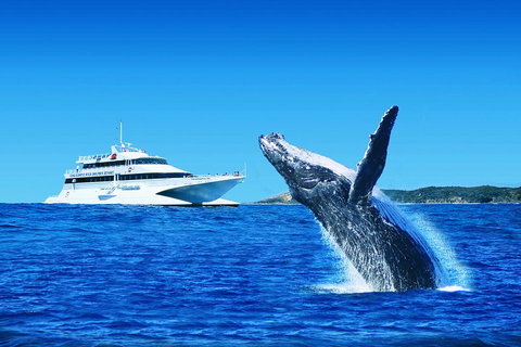 Tangalooma Island Resort Whale Watching Day Cruise With Dolphin Viewing - Surfers Gold Coast 2