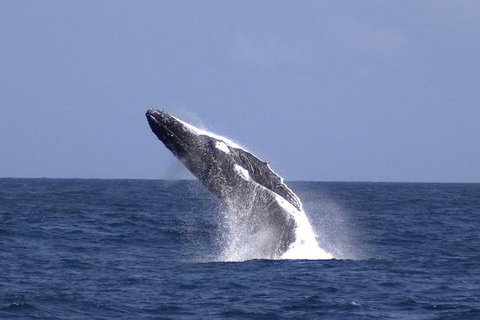 Tangalooma Island Resort Whale Watching Day Cruise With Dolphin Viewing - Surfers Gold Coast 4