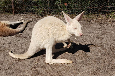 Very Best Of Perth Tour - Wildlife Park & City Highlights Tour - Surfers Gold Coast 3