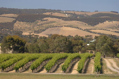 McLaren Vale And Glenelg Wine Tasting And Sightseeing (Half-day Afternoon) - Surfers Gold Coast 2