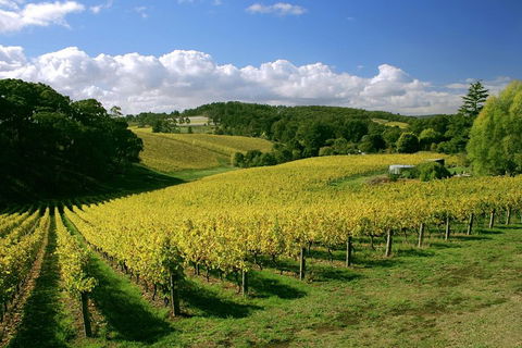 McLaren Vale And Glenelg Wine Tasting And Sightseeing (Half-day Afternoon) - Surfers Gold Coast 4