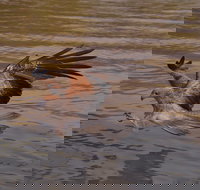 Litchfield and Jumping Crocodiles Full Day Trip from Darwin - Surfers Gold Coast