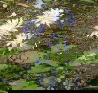Yellow Water Cruise - Kakadu - Surfers Gold Coast
