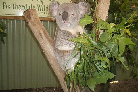 Blue Mountains Private Full-Day Tour From Sydney With Cruise - Surfers Gold Coast 0