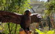 Healesville Sanctuary And Rayners Orchard Tour From Melbourne - thumb 2