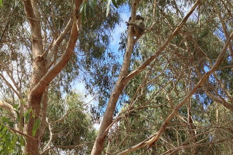 Kangaroo Island 4WD Tour - Best Of KI In 2 Days - Surfers Gold Coast 0
