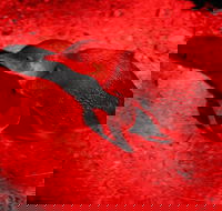 Small-Group Kangaroo Island 4WD Night Tour