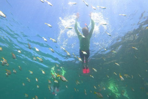 Manly Snorkel Trip And Nature Walk With Local Guide - Surfers Gold Coast 0