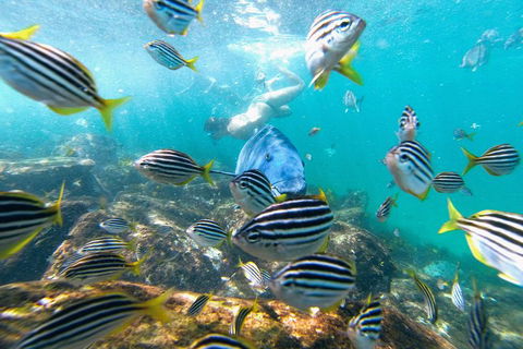 Manly Snorkel Trip And Nature Walk With Local Guide - Surfers Gold Coast 2
