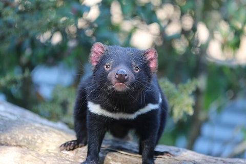 1-Hour Tasmanian Devil Feeding Day Tour At Cradle Mountain - Surfers Gold Coast 1
